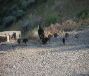 MontanaTurkeys2013 006